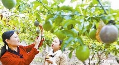  西番莲|西番莲消炎止痛、降脂降压，掌握三点，种出优质高产的西番莲来