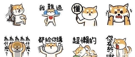 大家还记得那只在二次元爆火的肌肉柴犬吗？现如今终于有实体版了