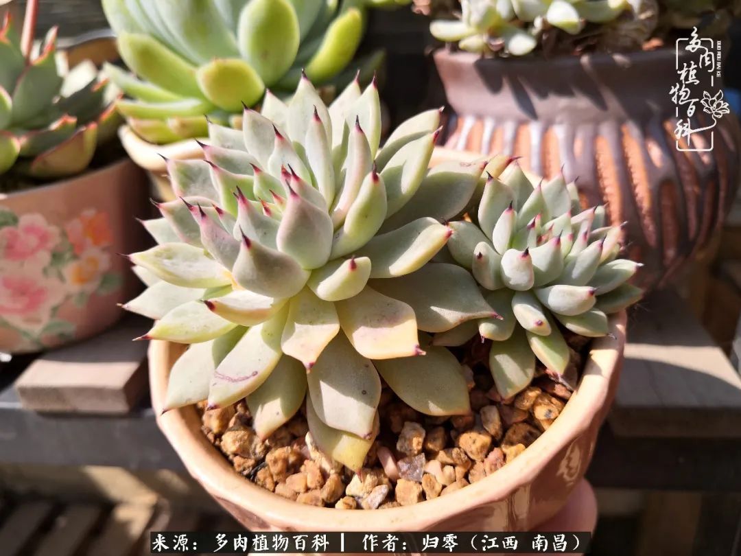 肉肉|人生转个弯，在小院遇见落入凡间的多肉小精灵！