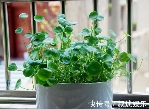 4种名字带“财意”的植物，是吉祥的观赏花，家里有空建议养一盆