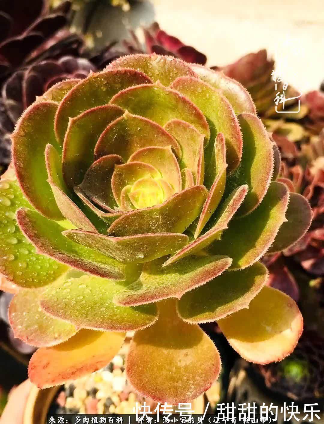 蚧壳虫|远嫁他乡,多肉是我孤寂时最美的陪伴!