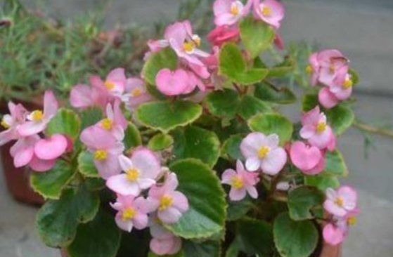 如果你是封闭阳台,不要碰“3种花”,这个环境根本养不好