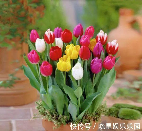 家庭养花要谨记,4类绿植不能乱养,是大忌!