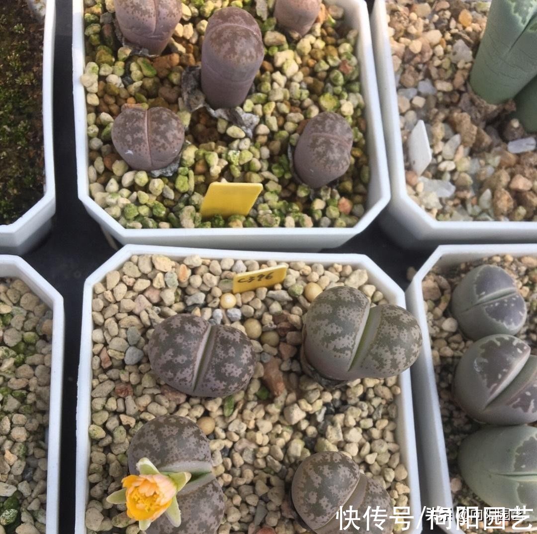 因素|番杏科多肉,养好它们,重点在配土,日照!2个因素缺一不可