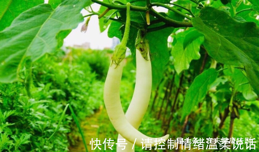 圣品瓜|女性最怕妇科病,不防多食“圣品瓜”,防止子宫癌,保护子宫卵巢