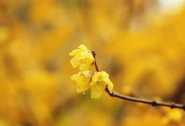  梅花|蜡梅原来不用年年买，当“阳台花卉”花香满室！