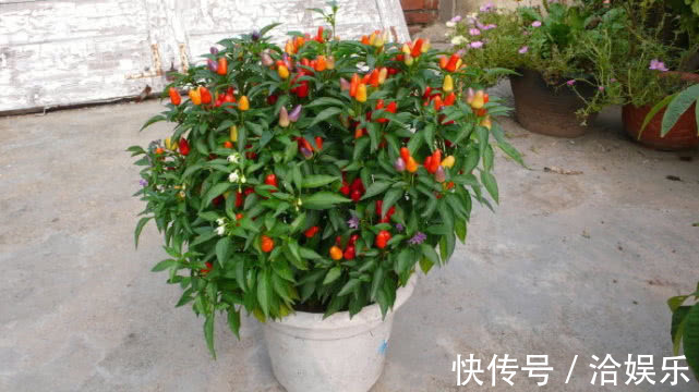 谁还养绿萝,野外挖棵它,养成盆栽比绿萝好看,结出果实五彩缤纷