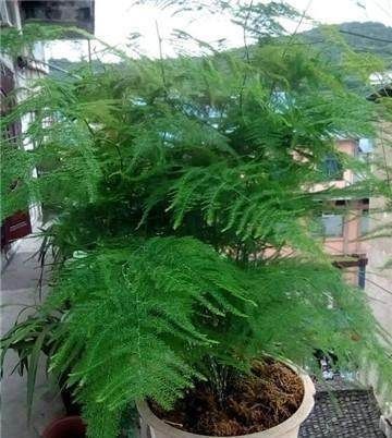 家里的文竹稀稀拉拉,真难看,用了这1东西,发疯的长,不黄叶