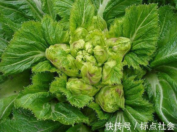抱子芥|多給孩子吃此菜，排出身體垃圾毒素，視力越來越好，身高蹭蹭的長