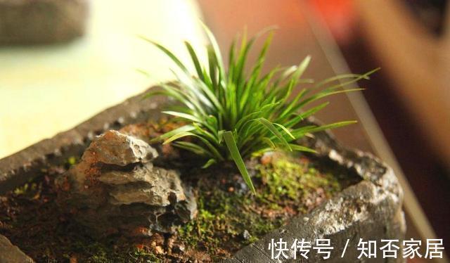 路边看到“三种花”,掰些枝埋土里扦插,“天气热”还有利于生根