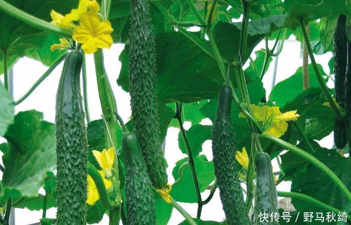 黄瓜|夏天吃黄瓜好处多,但有一种不能吃,别等进了医院才后悔