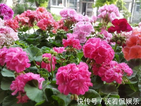 花肥|秋天的天竺葵“掐头去尾”，喂点“开花肥”，40天开花一团团