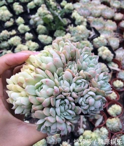 多肉没状态，三动作“虐一虐”，催出缀化感，养成老桩值上万块