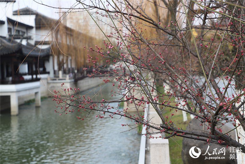 无锡梅村：再看梅花俏枝头