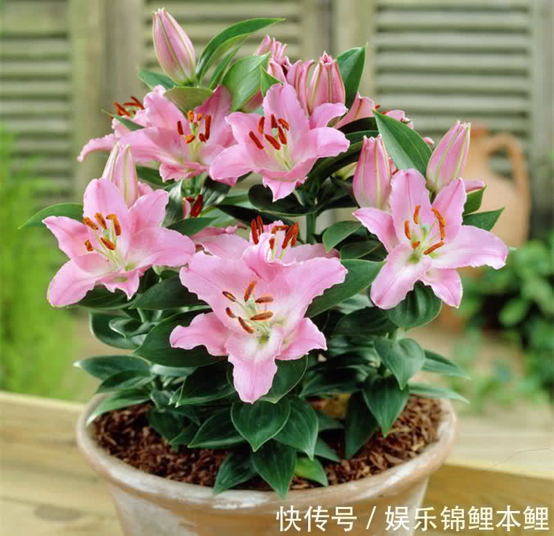 花卉|哪些花卉适合秋季盆栽，开花美、好管理？这4款首当其冲，值得