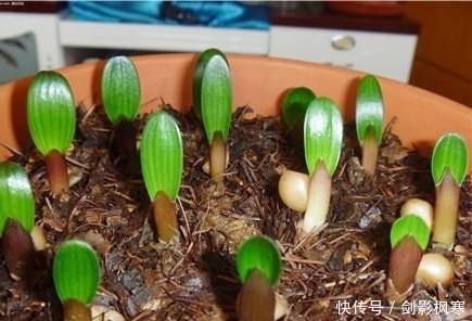 君子兰|为什么君子兰长的慢?掌握这几点,君子兰蹭蹭往上长!