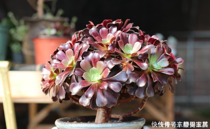 黑法师盆景培育技巧,只要做3步,采用“倒挂法”,变成盆景老桩