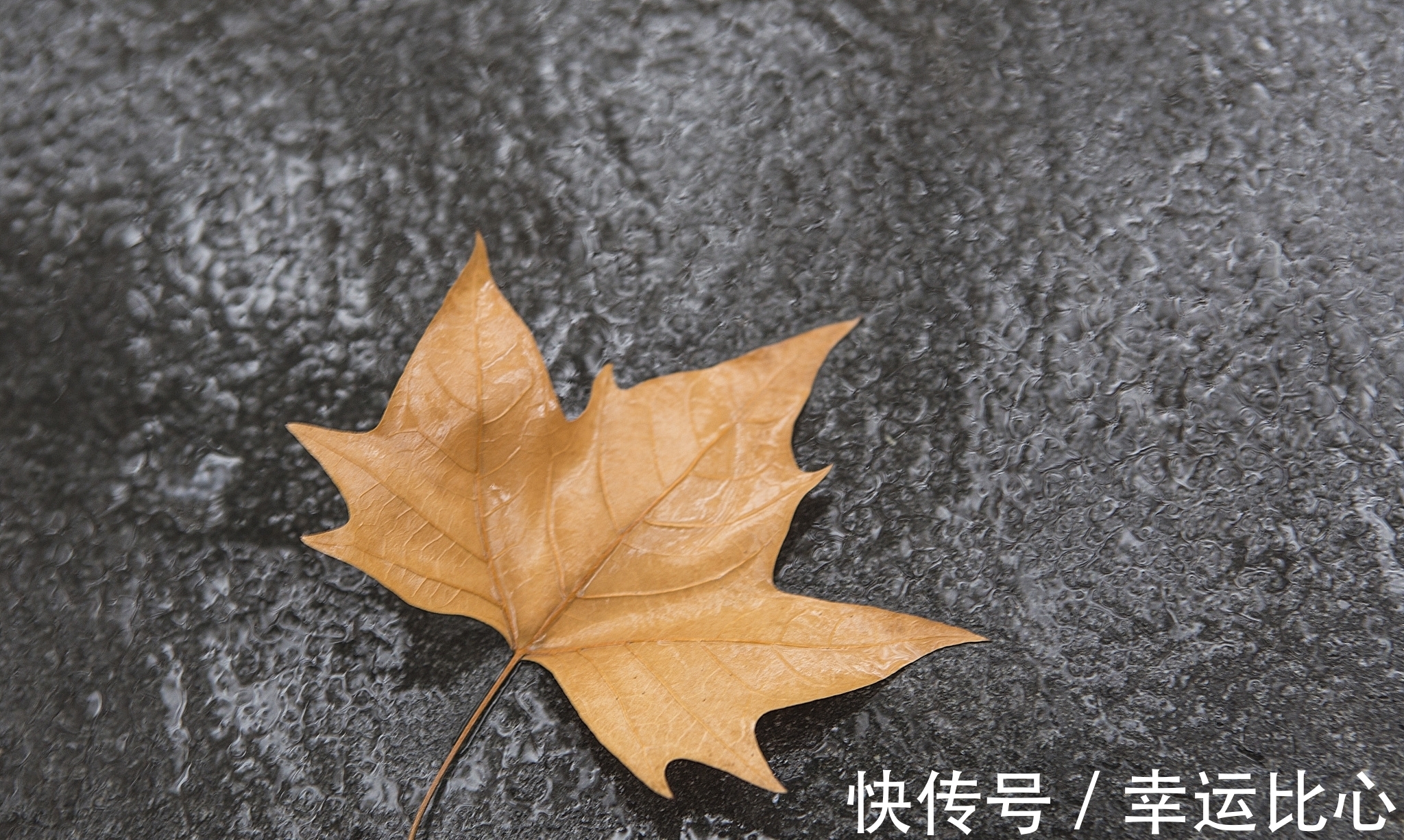 池荷!欧阳修是北宋文坛领袖,也是千古文章四大家之一,他的诗您喜欢吗