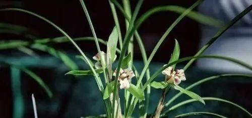 你觉得兰花怎么样？