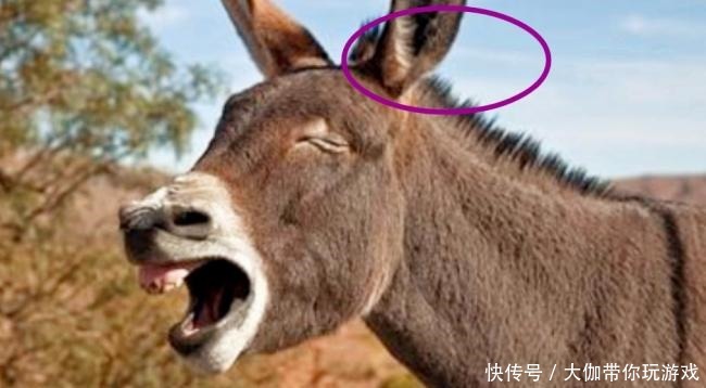 发现|将军发现驴少了一只耳朵,立即下令敌军不日来袭,筑冰墙