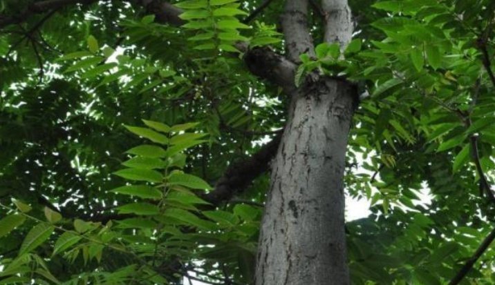 科学依据|俗语:“香椿过房,主人恐伤”,原来并非迷信,有科学依据!