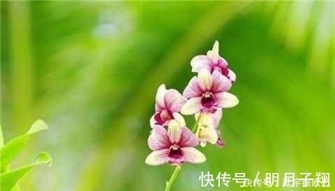 施肥|只需这4招,兰花不烂根不黄叶,长得好易开花!