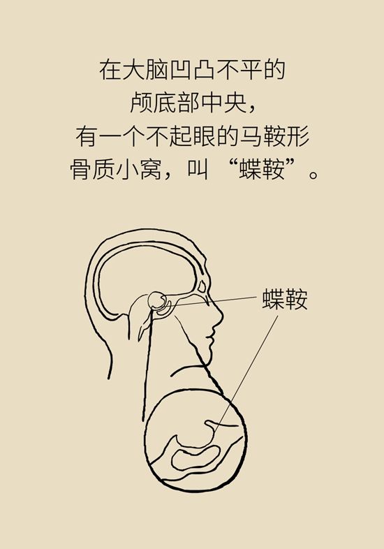 内分泌失调|变丑、变胖、内分泌失调……这些糟心事警惕脑肿瘤