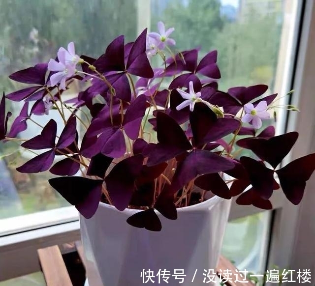 冬天|冬天养紫叶酢浆草,做好这5点,花繁叶茂长势旺、盆盆都能美爆盆