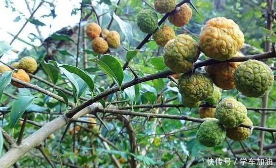 与紫檀木齐名的“帝王树”，果实长似荔枝，树芯是上好的家具材料！