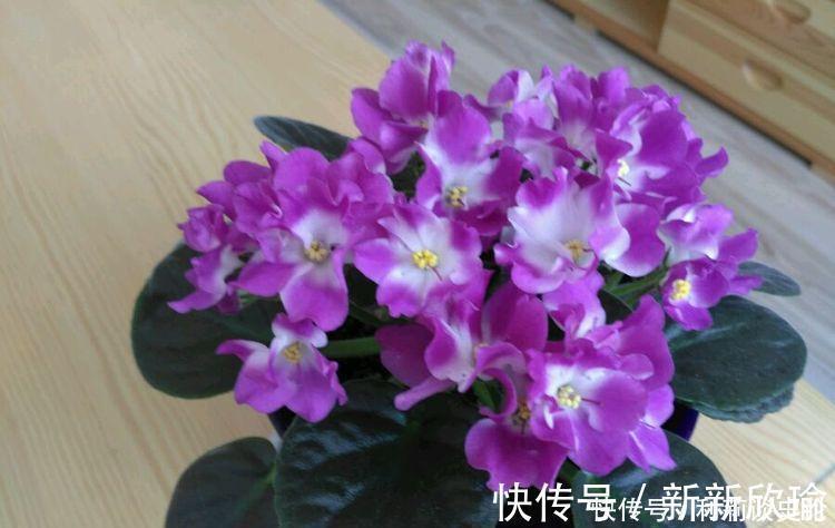 长寿花|开花最香的4种花，家里养一盆，满屋飘香，比绿萝好养