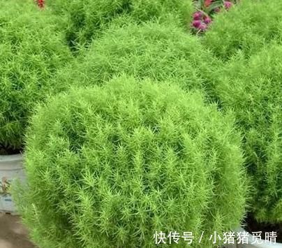 地肤子|河边的1种“绿草球”，人称“扫帚苗”，作用大，见到请珍惜