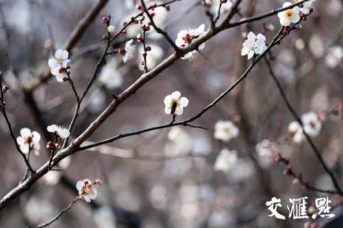 “立春”了 南京梅花山早梅花开朵朵