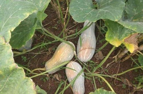 伤身|提个醒：南瓜虽好，但是也有三个禁忌，吃错了，食补不成反伤身