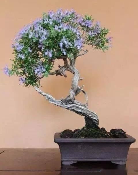 如何挑选好的盆景