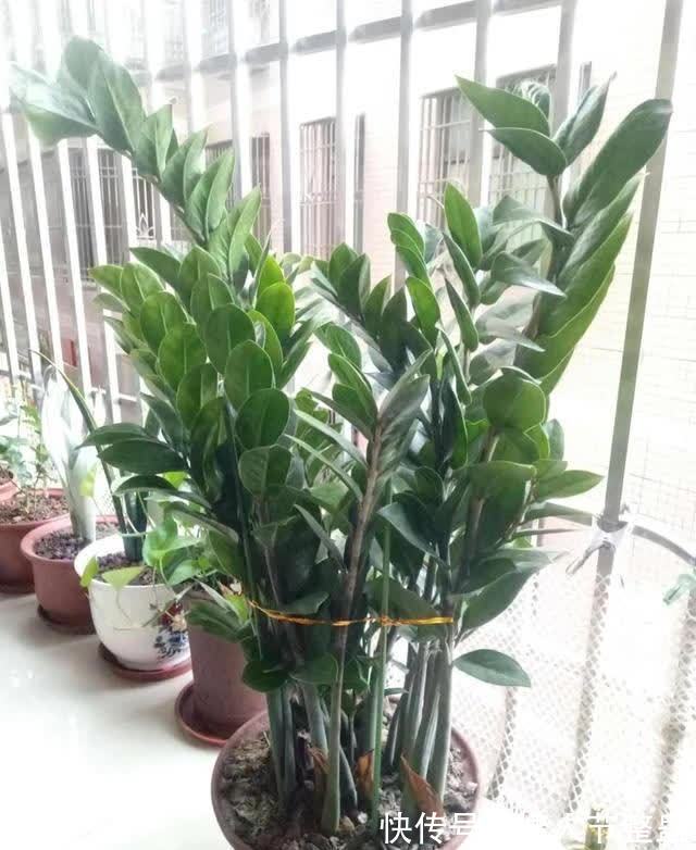 12种花，建议养一盆，不仅吸收废气，还有“旺财添福”的美好寓意