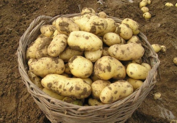 润秋燥|立秋后，土豆和此物一起食用，对身体十分有益，却还很多人不清楚