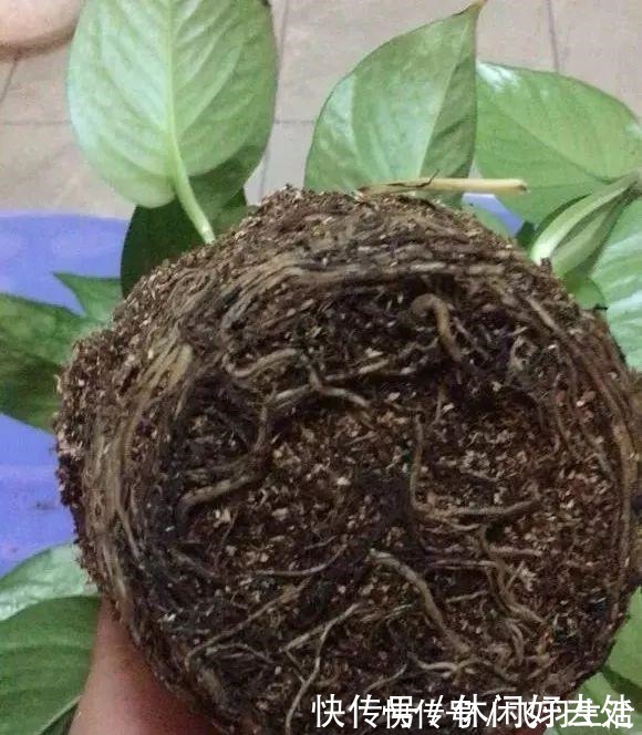 绿萝|这4种花 剪一段枝条丢水里就生根 家中绿意盎然!