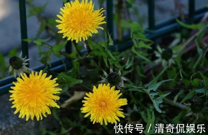 蒲公英根|春天，蒲公英，浑身是宝，对人体有4大好处，但3类人不宜吃