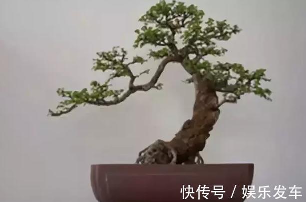 农村常见植物,可盆栽作盆景,珍贵价值大,家里养上一盆可治失眠