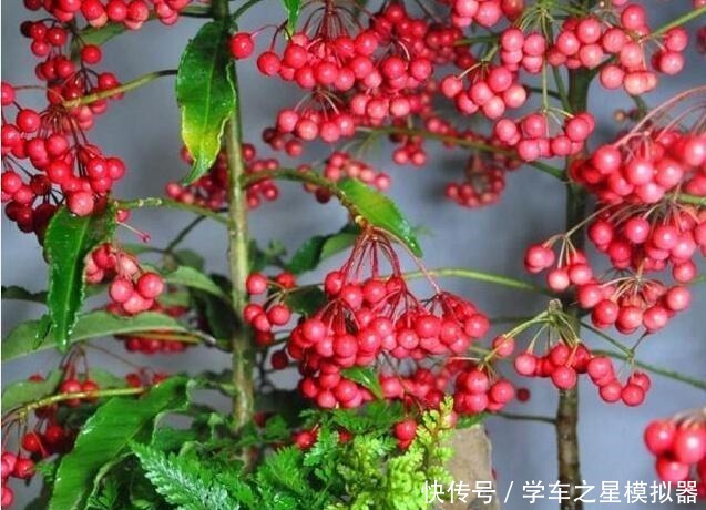 5种“植物”,寓意吉祥还“招财”,可以多养三四盆,比发财树强!
