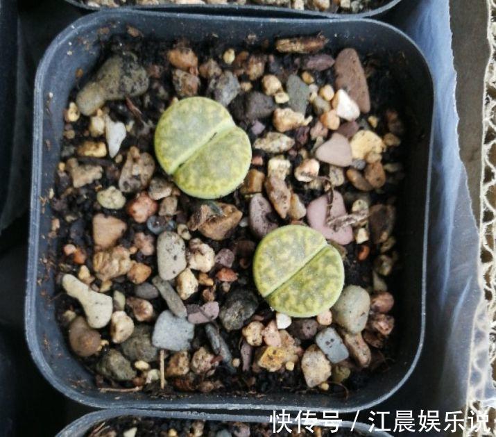 多肉叶子皱皱巴巴别光浇水，多半是伤根该换盆了！