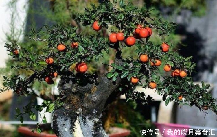 4种漂亮花,好打理,易爆盆,不用费心,就能长的特别好