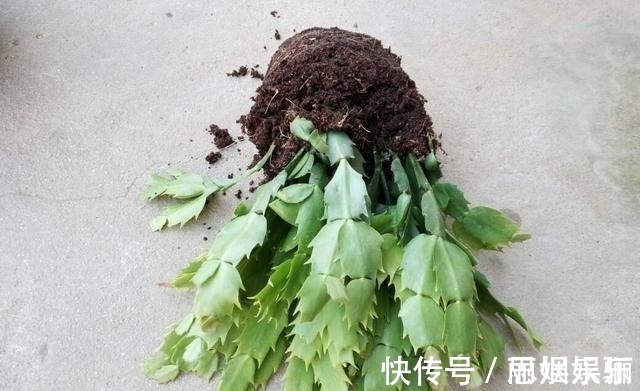 透水|蟹爪兰浇水的“小技巧”,一学就会,叶片杠杠厚,花苞压弯枝