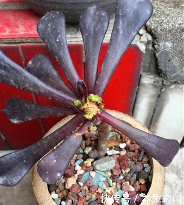 伤口处|想要多肉“崽子”爆盆就得“砍头”吗还有1个诀窍,7天爆6芽头!