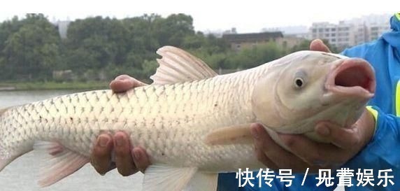 禾本科植物|别把钓草鱼看的那么难,做到这几点,连竿中鱼如若等闲