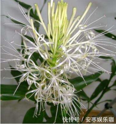 养花高手,能把普通的植物“养开花”,比如虎皮兰、富贵竹、玉树