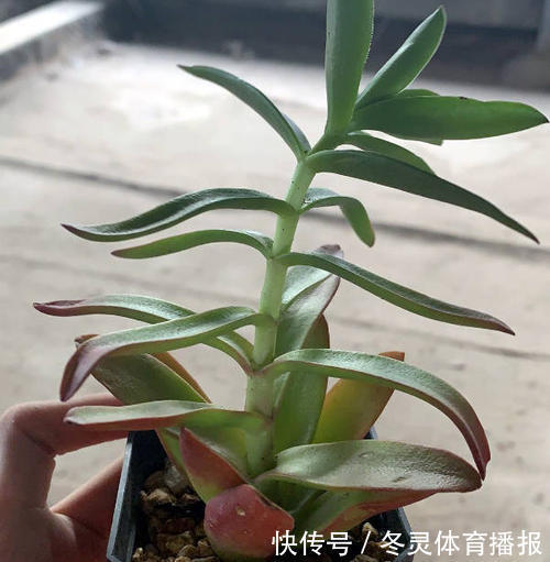 徒长|号称“徒神”的4种多肉,夏天稍不留神就成高个子,新手慎养
