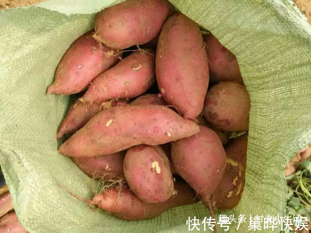 地瓜|保存红薯，放地上就错了，教你3个土方法，放上半年都很新鲜