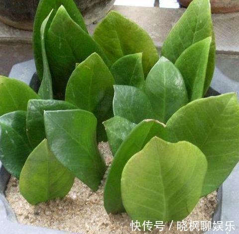 “镇宅树”不用买,把叶子剪下来,放土里就“生根”,变盆栽!