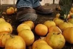 烂了一小部分水果，还能吃吗？实验证明：只有一种情况才需要扔掉